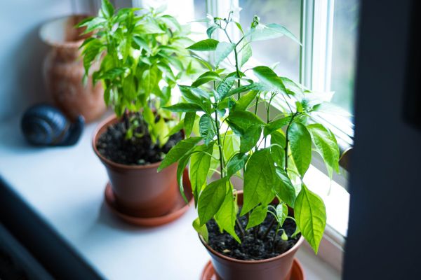 Transform Your Windowsill with the Ultimate Herb Garden Kit: Your Guide to Selecting the Top Choice!